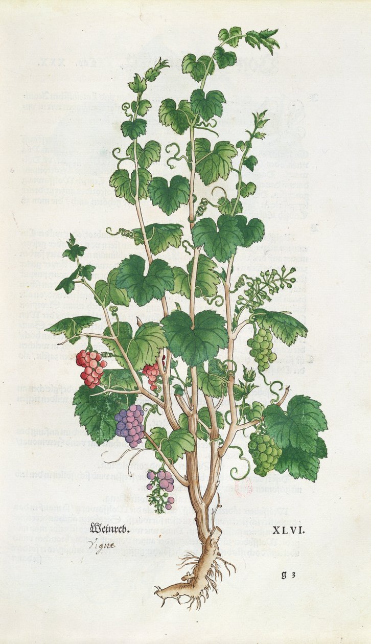 Viiniköynnöksen (Vitis Vinifera) kasvitieteellinen levy De Historia Stirpiumista Leonard Fuchs (1501-66) 1543 tekijältä Swiss School