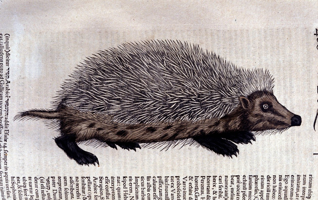 Siili, kuvitus Conrad Gesnerin Historiae animaliumista tekijältä Swiss School