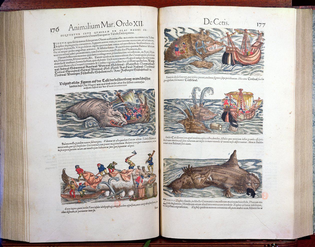 Valaan ja valaanpyynnin yhdistäminen, sveitsiläisen luonnontieteilijän Conrad Gesnerin (1516-65) julkaisusta Appendix historiae quadrupedum, viviparorum et ovipororum, 1554 (värikaiverrus) tekijältä Swiss School