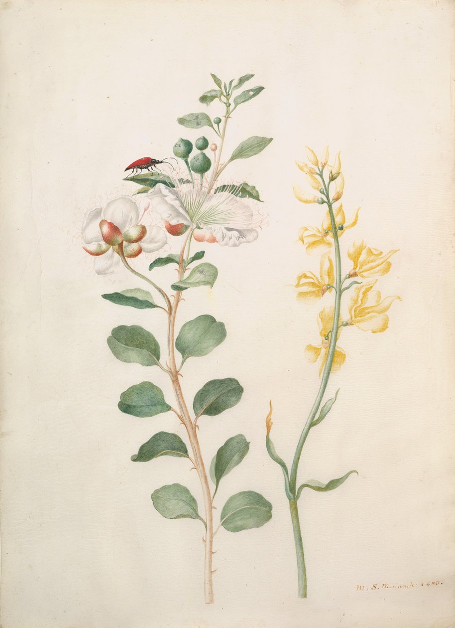 Study of Capers, Gorse ja a Beetle, 1693. tekijältä Sybilla Merian