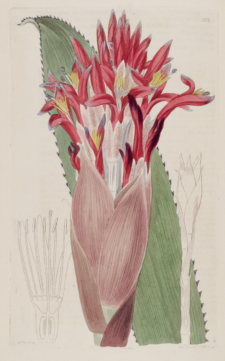 Kuva Aechmea nudicaulis (syn syn Bromelia nudicaulis) tekijältä Sydenham Teast Edwards