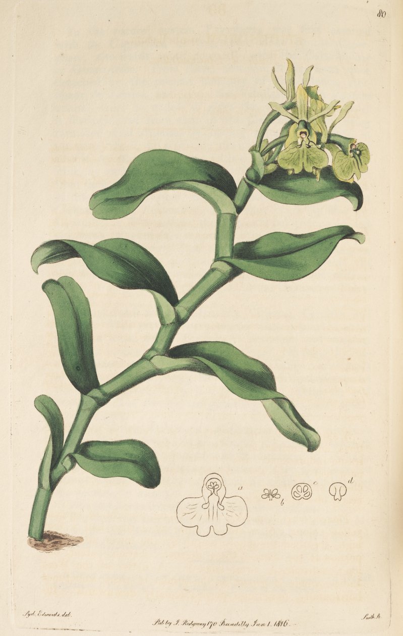 Kuva Epidendrum umbelliferum (syn. Epidendrum umbellatum) tekijältä Sydenham Teast Edwards