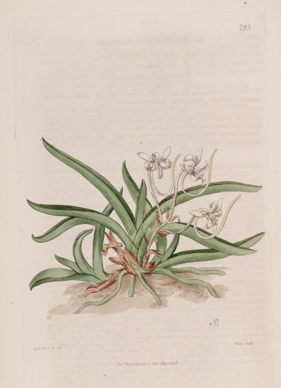 Kuva Neofinetia falcatasta (syn. Limodorum falcatum) tekijältä Sydenham Teast Edwards