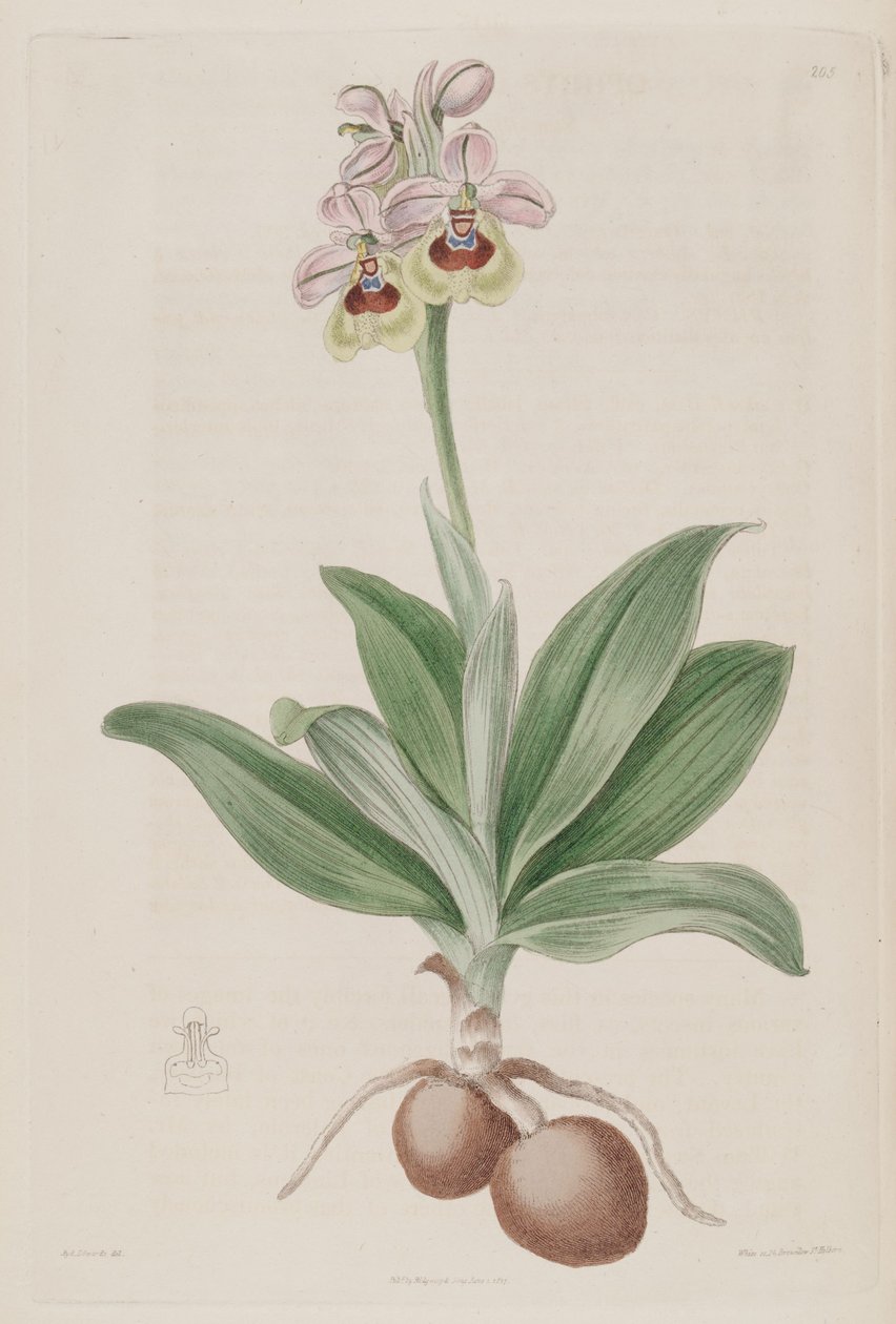 Kuva Ophrys tenthredinifera tekijältä Sydenham Teast Edwards
