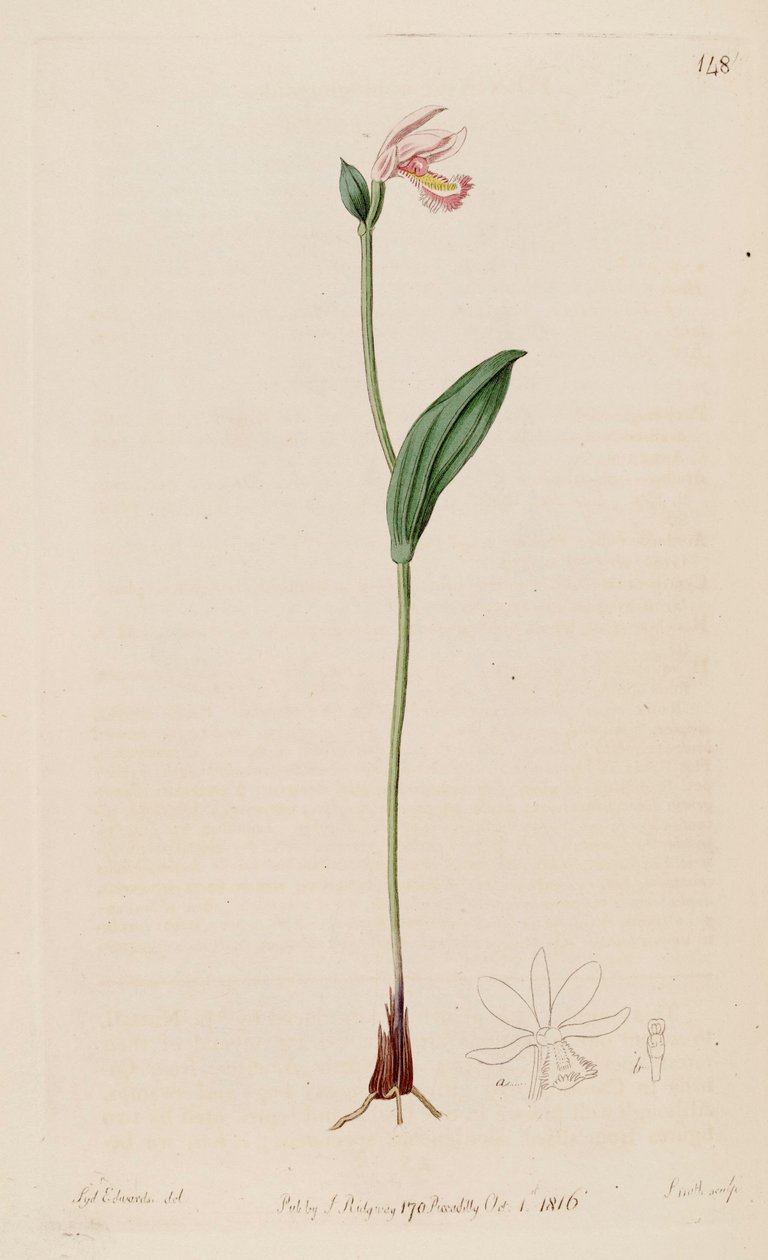 Kuva Pogonia ophioglossoides tekijältä Sydenham Teast Edwards
