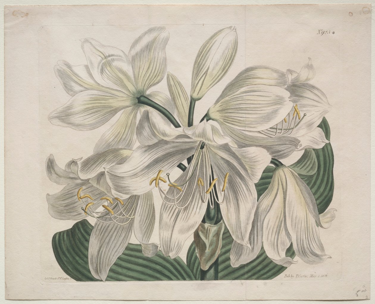 Kasvitieteellinen aikakauslehti tai kukkapuutarha esillä: White Cape - Coast Lily, 1806. tekijältä Sydenham Teast Edwards