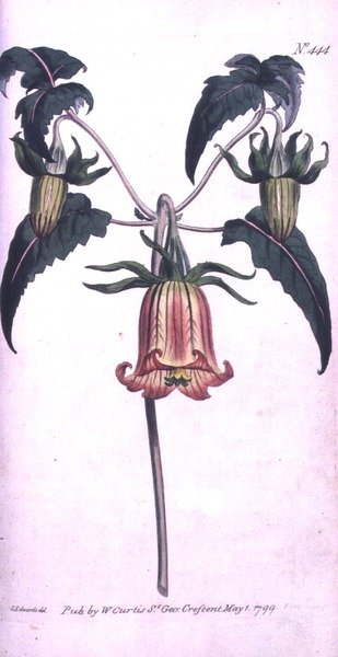 Canary Island Bell Flower (Canarina campanula), levy 444 William Curtisin "The Botanical Magazinesta" (tai "Flower Garden Displayed"), pub. 1799 (kaiverrus) tekijältä Sydenham Teast (after) Edwards