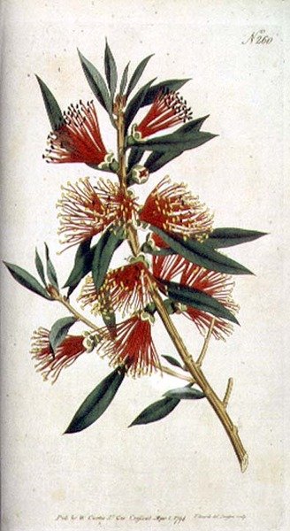 Karkeat lehtiset metrosiderot (Metrosideros citrina), William Curtisin 