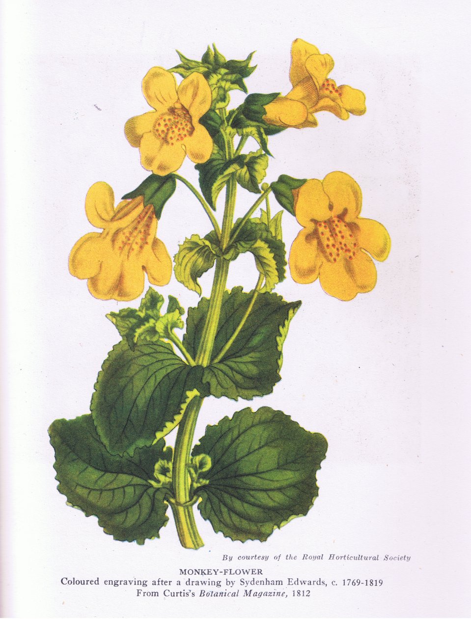 Monkey Flower, Nature in Britain julkaisija Collins 1946 (väri litho) tekijältä Sydenham Teast (after) Edwards
