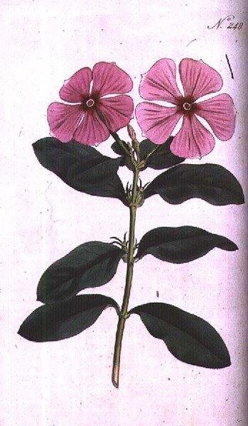 Periwinkle (Vinca rosea madagascar), levy 248 William Curtisin "The Botanical Magazinesta" (tai "Flower Garden Displayed"), kaiverrettu F. Sansom, pub. 1793-94 (kaiverrus) tekijältä Sydenham Teast (after) Edwards