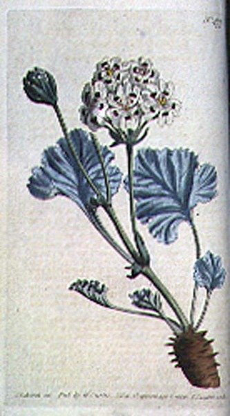 Paksuvartinen nosturin seteli (Pelargonium crassicaule), levy 477 William Curtisin "The Botanical Magazinesta" (tai "Flower Garden Displayed"), kaiverrettu F. Sansom, pub. 1799 (kaiverrus) tekijältä Sydenham Teast (after) Edwards
