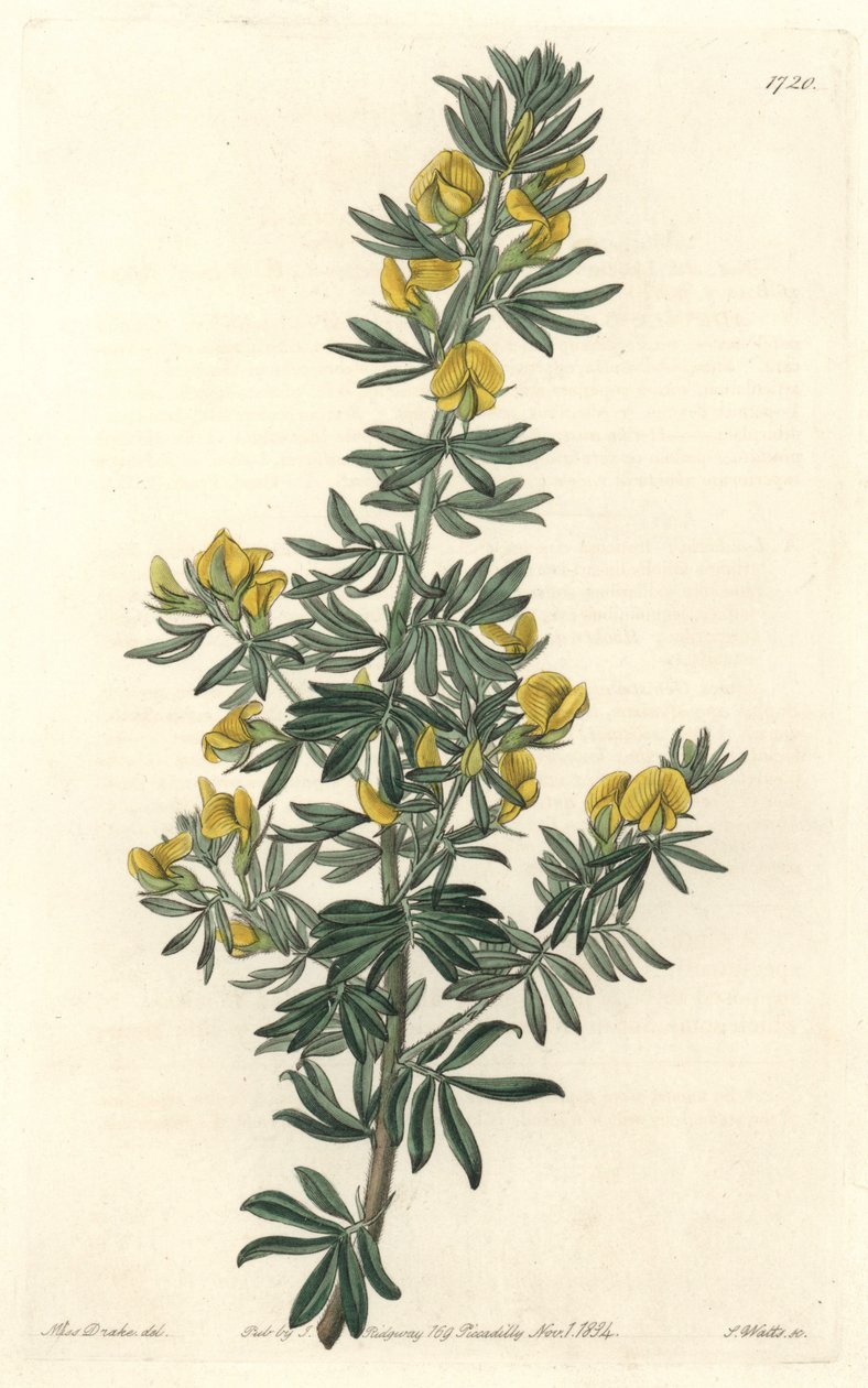 Adesmia de Loudon, kotoisin Tasmaniasta (Australia) - S. Wattsin vesi Sarah Anne Draken (1803-1857) kuvituksesta kasvitieteellisestä rekisteristä tekijältä Sydenham Teast Edwards