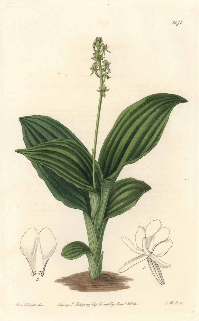 African Liparis Orchid - S. Wattsin vesiforte Sarah Anne Draken (1803-1857) kuvituksesta kasvitieteellisestä rekisteristä tekijältä Sydenham Teast Edwards