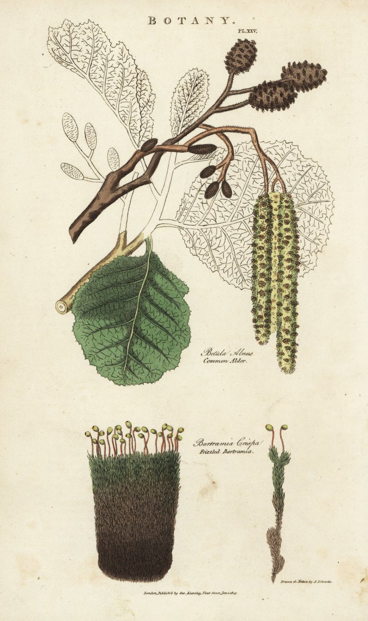 Leppä (aune) ja sammallajike - Leppä, Betula alnus, ja pörröinen bartramia, Bartramia crispa. Käsinvärinen kuparikaiverrus Sydenham Edwardsin mukaan John Mason Goodin Pantologiasta, a New Encyclopedia, G. Kearsley, Lontoo tekijältä Sydenham Teast Edwards
