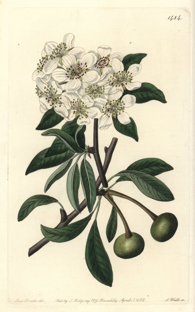 Mantelilehtinen päärynä - Almond-leaved pear, Pyrus amygdaliformis (Lumipäärynä, Pyrus nivalis). S. Wattsin käsin värjätty kuparipiirros Sarah Draken kuvituksen mukaan, Sydenham Edwards