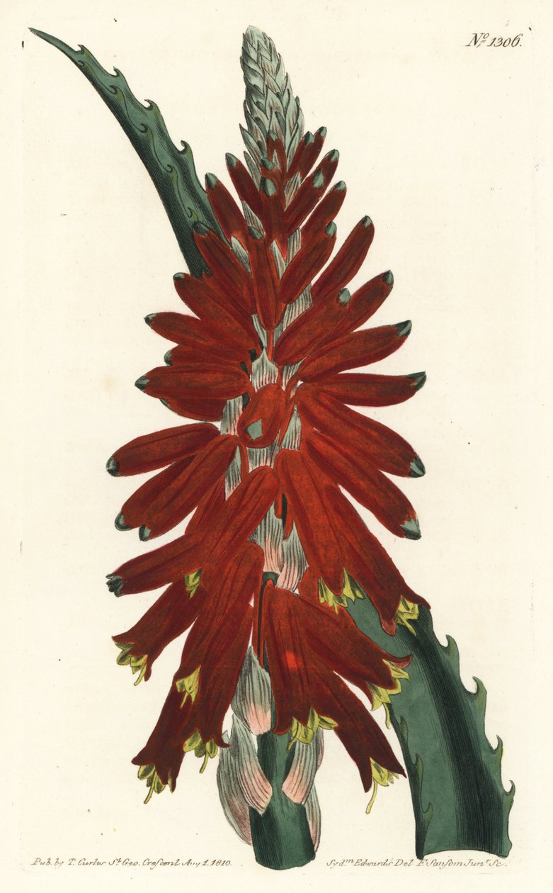 Aloe puu - Kapealehtinen miekka aloe, Aloe arborescens. F. Sansom Jr.:n käsinvärinen kuparikaiverrus Sydenham Edwardsin kuvituksen jälkeen William Curtisin kasvitieteellisestä lehdestä, T. Curtis, Lontoo tekijältä Sydenham Teast Edwards