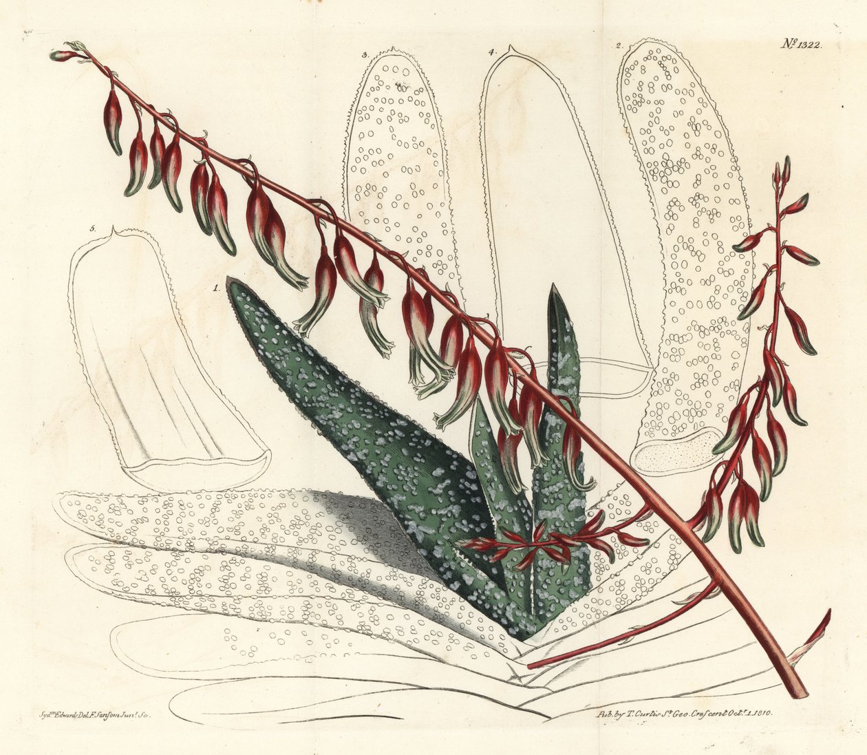 Aloes eventails - Viuhka-aloe, Aloe plicatilis (kielialoe, Aloe lingua). F. Sansom Jr:n käsin tekemä kuparipiirros Sydenham Edwardsin kuvituksen mukaan, William Curtis