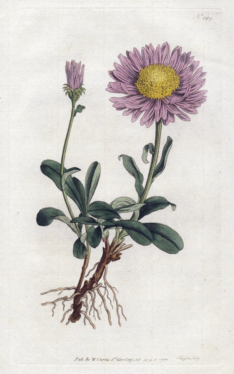 Alpine Aster tai Queen Daisy of the Alps - Litografia Sydenham Edwards (1768-1819), William Curtisin kasvitieteellinen aikakauslehti (1746-1799) tekijältä Sydenham Teast Edwards