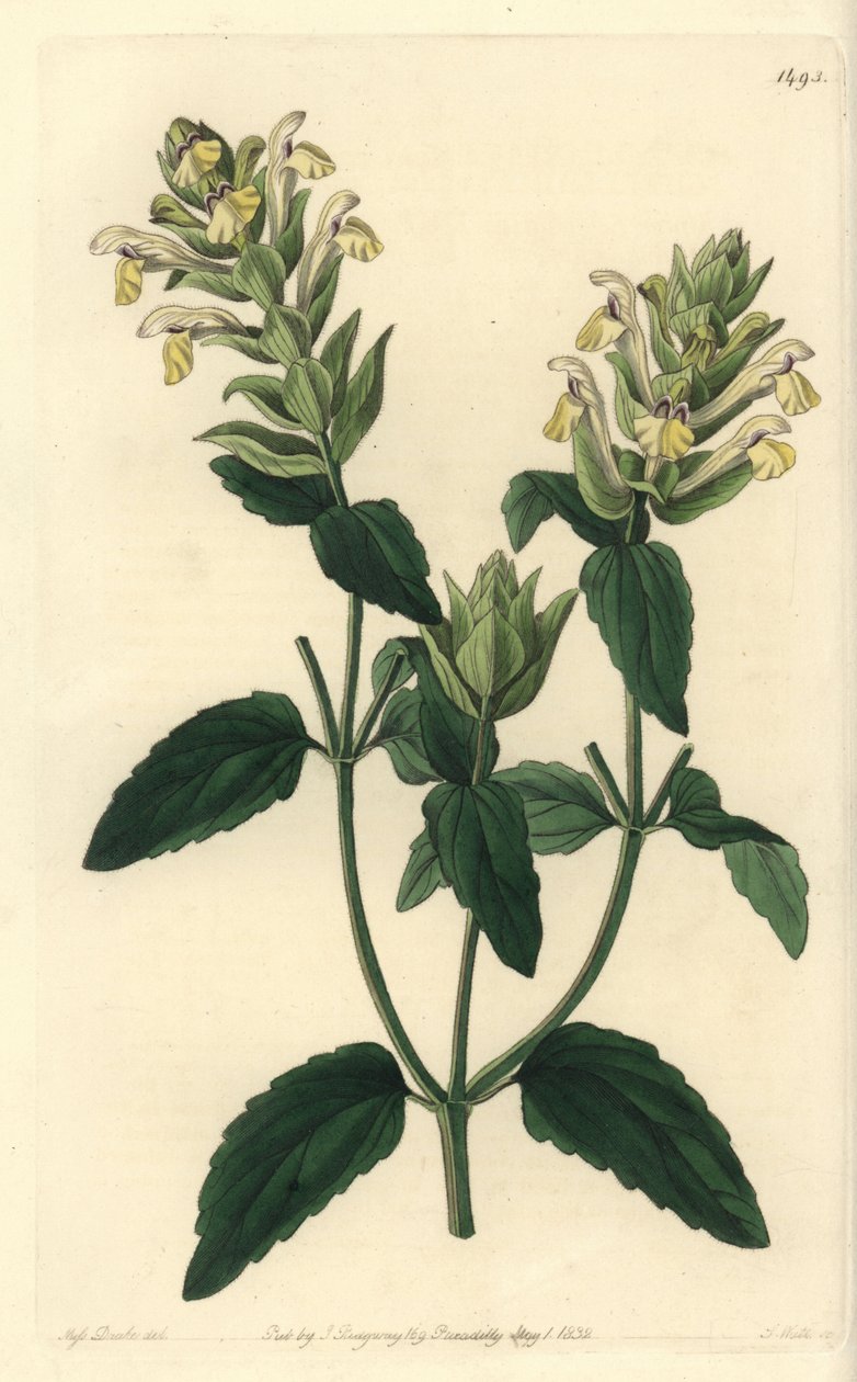 Alpine scutellaria - Alpine scutellaria, Scutellaria alpina (Alpine scutellaria, humalankukkainen lajike, Scutellaria alpina var. lupulina). S. Wattsin käsinvärinen kuparikaiverrus Miss Sarah Draken kuvituksen jälkeen Sydenham Edwardsin kasvitieteestä tekijältä Sydenham Teast Edwards