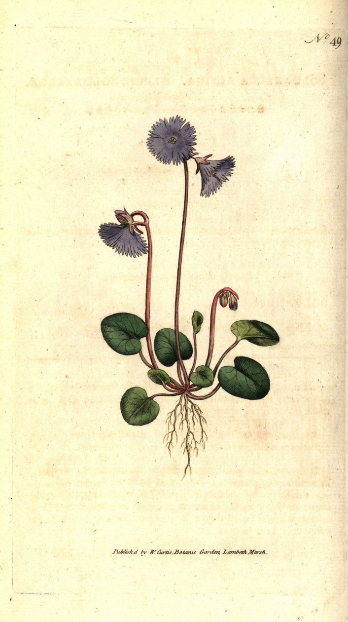 Alpine soldanella - Alpine soldanella, Soldanella alpina. Käsinvärinen kuparikaiverrus James Sowerbyn kasvitieteellisen kuvituksen jälkeen William Curtisin The Botanical Magazinesta, Lambeth Marsh, Lontoo tekijältä Sydenham Teast Edwards