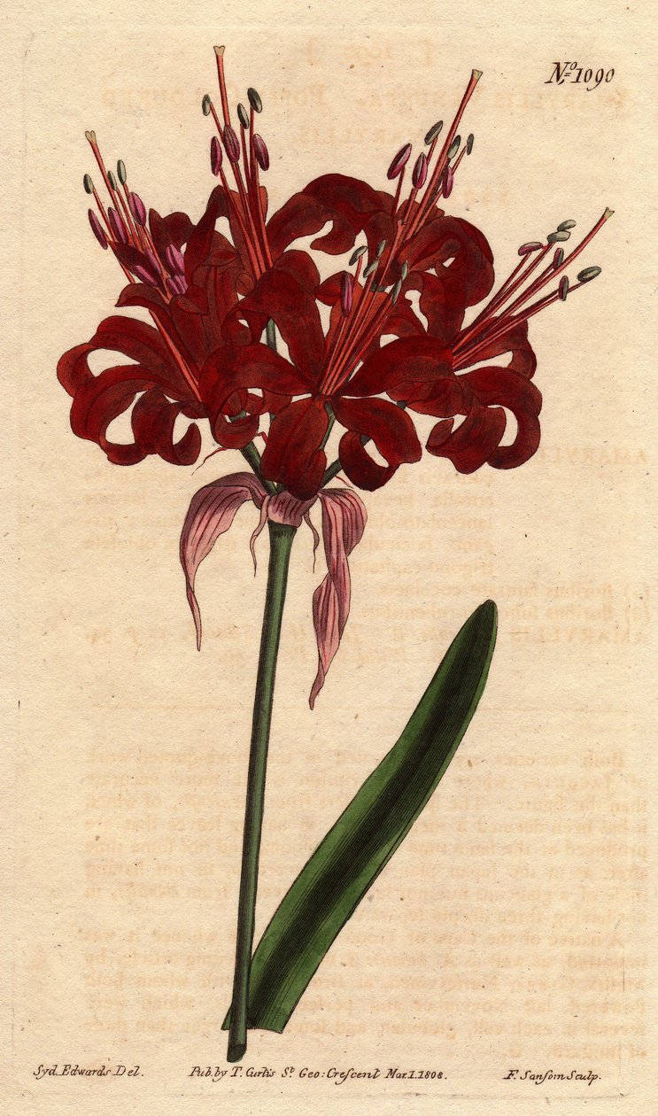 Amaryllis unikonvärinen, tummanpunaiset kukat, kukkii yhdestä jalasta. Alunperin Cape of Good Esperancesta (Etelä-Afrikka). Unikonvärinen amaryllis, jossa syvät karmiininpunaiset kukat kukkivat yhdestä varresta. Hyväntoivon niemen kotoisin. Amaryllis tekijältä Sydenham Teast Edwards