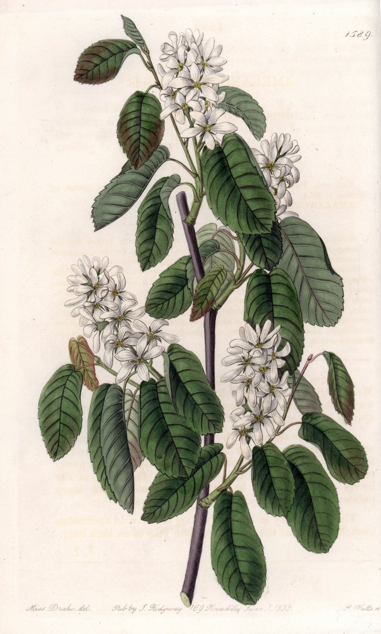 Amelanchier leppälehdillä tai kukkainen aronie - S.Wattsin kaivertama levy Sarah Anne Draken (1803-1857) kuvituksesta, Englannin Sydenham Edwardsin (1768-1819) kasvitieteellisestä rekisteristä tekijältä Sydenham Teast Edwards
