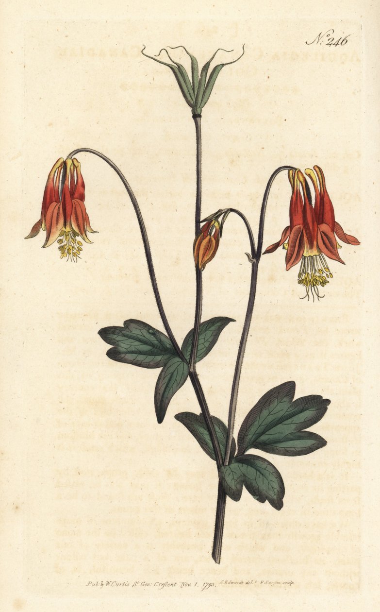 Ancolia du Canada - kanadalainen columbiini. Aquilegia canadensis. Sansomin käsinvärinen kuparikaiverrus Sydenham Edwardsin kuvituksen jälkeen William Curtisin kasvitieteellisessä lehdessä, Lontoo tekijältä Sydenham Teast Edwards