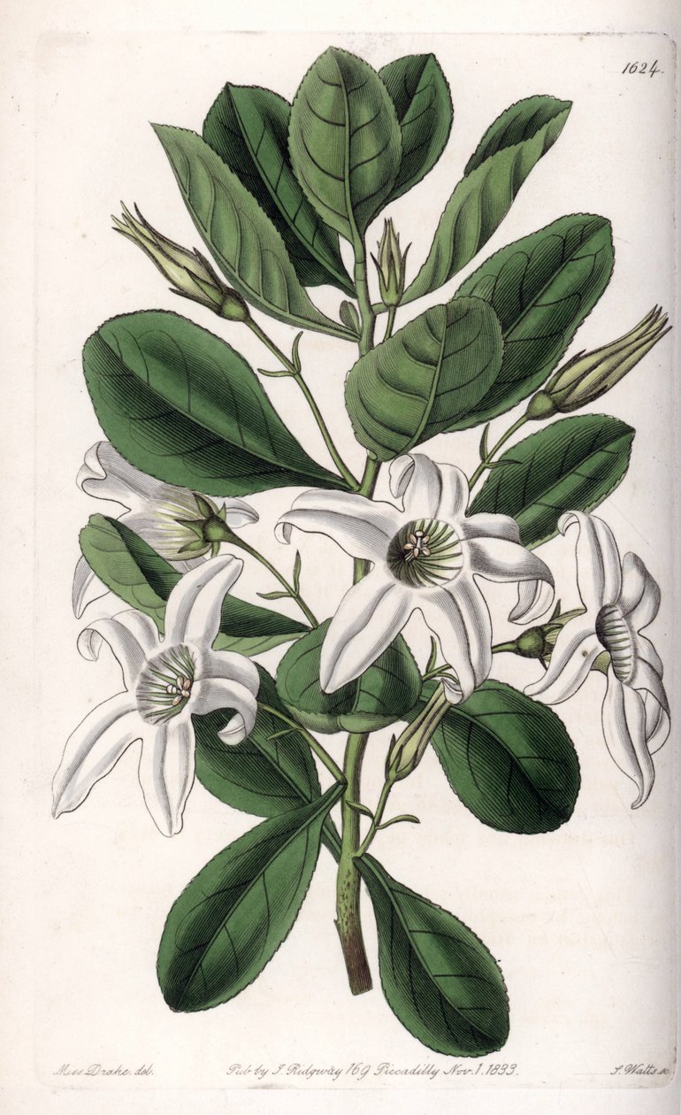Anthocercis variete, kotoisin Australiasta - S.Wattsin kaivertama levy Sarah Anne Draken (1803-1857) kuvituksesta, Englannin Sydenham Edwardsin (1768-1819) kasvitieteellisestä rekisteristä tekijältä Sydenham Teast Edwards