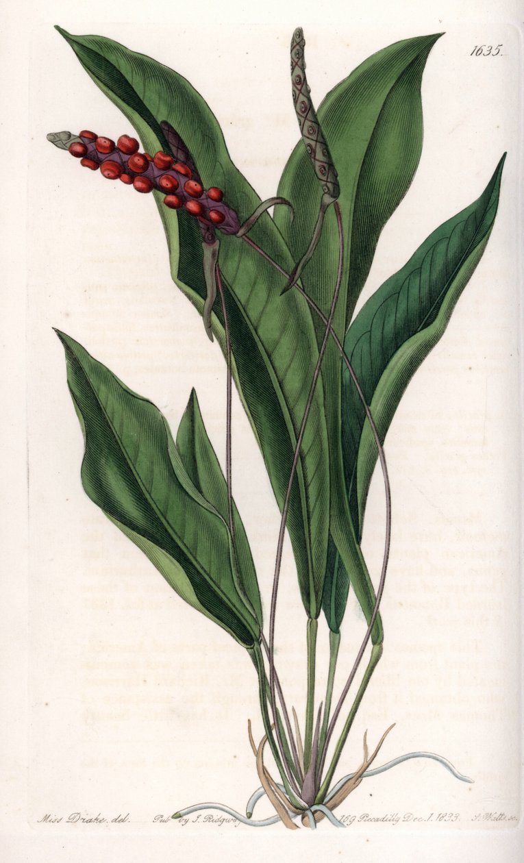Anthurium gracile - S.Wattsin kaiverrettu taulu Sarah Anne Draken (1803-1857) kuvituksesta, Englannin Sydenham Edwardsin (1768-1819) kasvitieteellisestä rekisteristä tekijältä Sydenham Teast Edwards