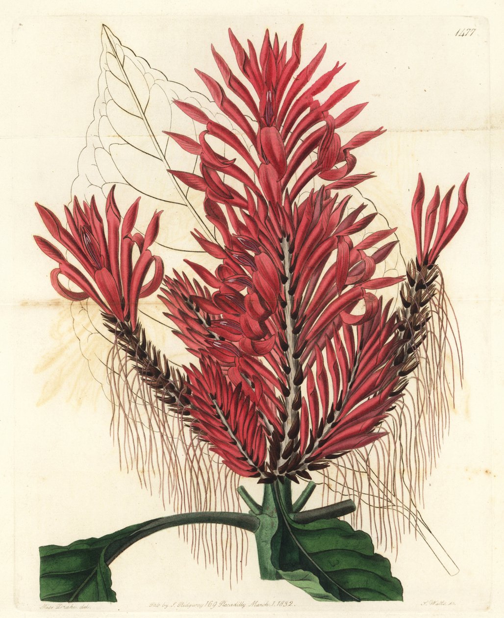 Aphelandra arborea (Crested aphelandra, Aphelandra cristata). S. Wattsin käsinvärinen kuparikaiverrus Sarah Draken kuvituksen jälkeen Sydenham Edwardsin kasvitieteellisestä rekisteristä, Ridgeway, Lontoo tekijältä Sydenham Teast Edwards