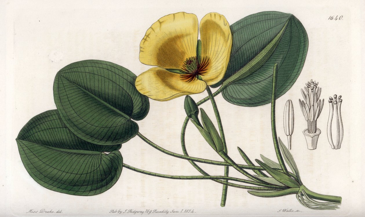 Aquatic Poppy - S. Wattsin kaivertama levy Sarah Anne Draken (1803-1857) kuvituksesta, Englannin Sydenham Edwardsin (1768-1819) kasvitieteellisestä rekisteristä tekijältä Sydenham Teast Edwards