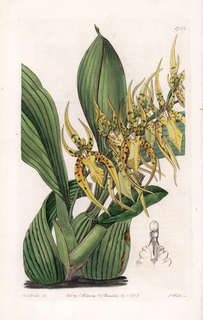 Araignee Orchid - S.Wattsin kaivertama levy Sarah Anne Draken (1803-1857) kuvituksesta, Englannin Sydenham Edwardsin (1768-1819) kasvitieteellisestä rekisteristä tekijältä Sydenham Teast Edwards