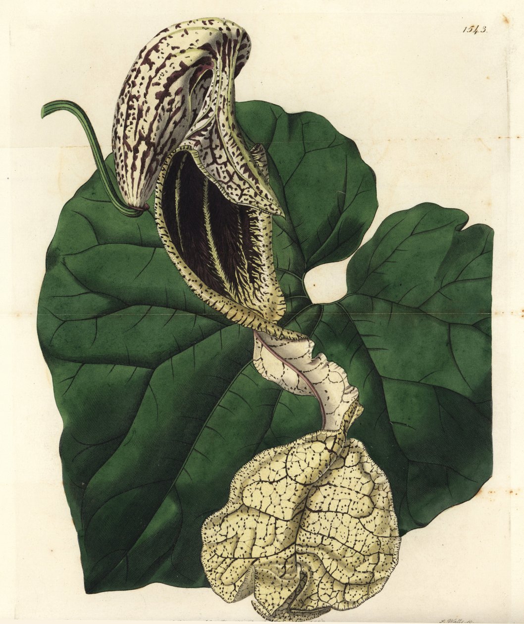 Aristoloche variete - Venekukkainen syntymäjuuri, Aristolochia cymbifera. S. Wattsin käsinvärinen kuparikaiverrus Miss Sarah Draken kuvituksen jälkeen Sydenham Edwardsin kasvitieteellisestä rekisteristä, Ridgeway, Lontoo tekijältä Sydenham Teast Edwards