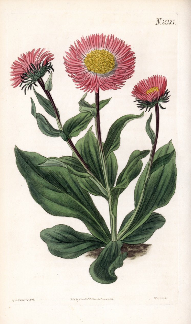 Aster Variete - Hienosäiskuttu, Aster alwartensis, kotoisin Kaukasuksesta. Weddellin käsinvärinen kuparikaiverrus Sydenham Edwardsin kuvituksen jälkeen Samuel Curtisin "" Botanical Magazine" -lehdestä Lontoossa tekijältä Sydenham Teast Edwards