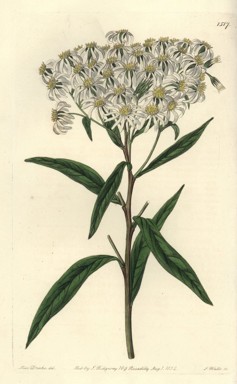 Aster a umbellata - Tasakärkinen aster, Doellingeria umbellata (Mantelilehtinen aster, Aster amygdalinus). S. Wattsin käsinvärinen kuparikaiverrus Miss Sarah Draken kuvituksen jälkeen Sydenham Edwardsin kasvitieteellisestä rekisteristä, Ridgeway, Lontoo tekijältä Sydenham Teast Edwards