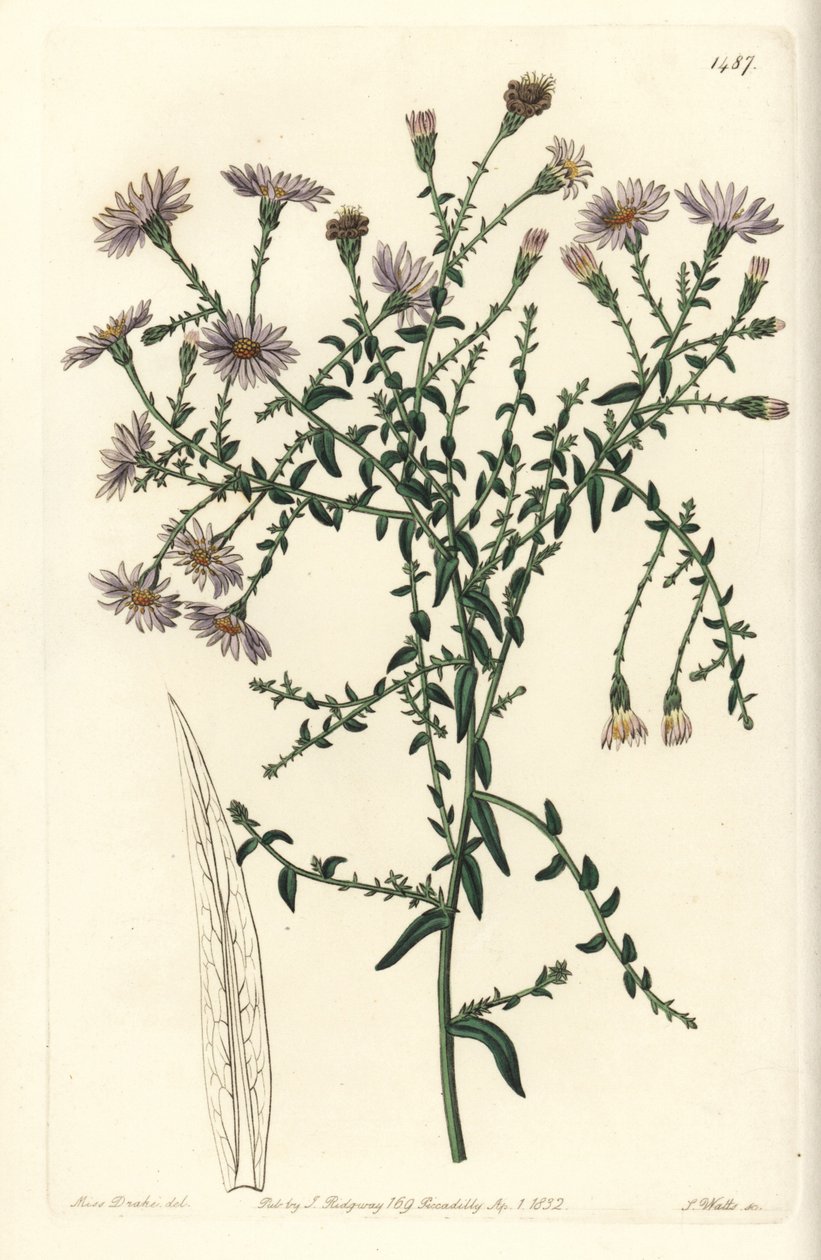 Aster variete - New Yorkin asteri, Symphyotrichum dumosum (Coris-lehtinen tähtijuuri, Aster coridifolius). S. Wattsin käsinvärinen kuparikaiverrus Sarah Draken kuvituksen jälkeen Sydenham Edwardsin kasvitieteellisestä rekisteristä, Ridgeway, Lontoo tekijältä Sydenham Teast Edwards