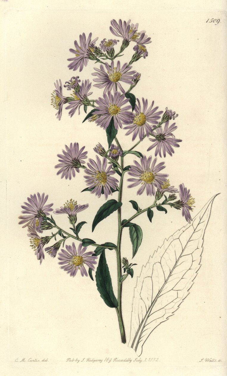 Aster variete - Panicled aster, Symphyotrichum lanceolatum (Pallid aster, Aster pallens). S. Wattsin käsinvärinen kuparikaiverrus Charles M Curtisin kuvituksen jälkeen Sydenham Edwardsin kasvitieteellisestä rekisteristä, Ridgeway, Lontoo tekijältä Sydenham Teast Edwards