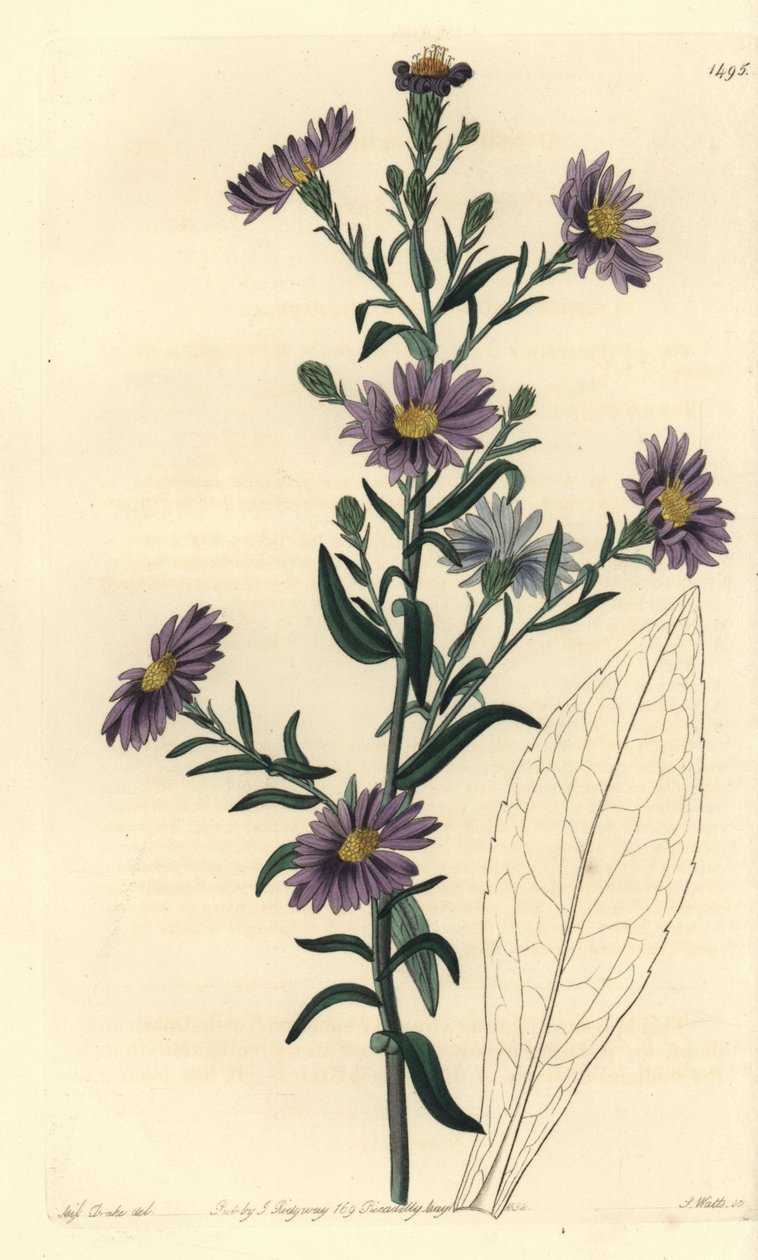 Aster variete - Sileä asteri, Symphyotrichum laeve (Glaucous aster, Aster cyaneus). S. Wattsin käsinvärinen kuparikaiverrus Miss Sarah Draken kuvituksen jälkeen Sydenham Edwardsin kasvitieteellisestä rekisteristä, Ridgeway, Lontoo tekijältä Sydenham Teast Edwards