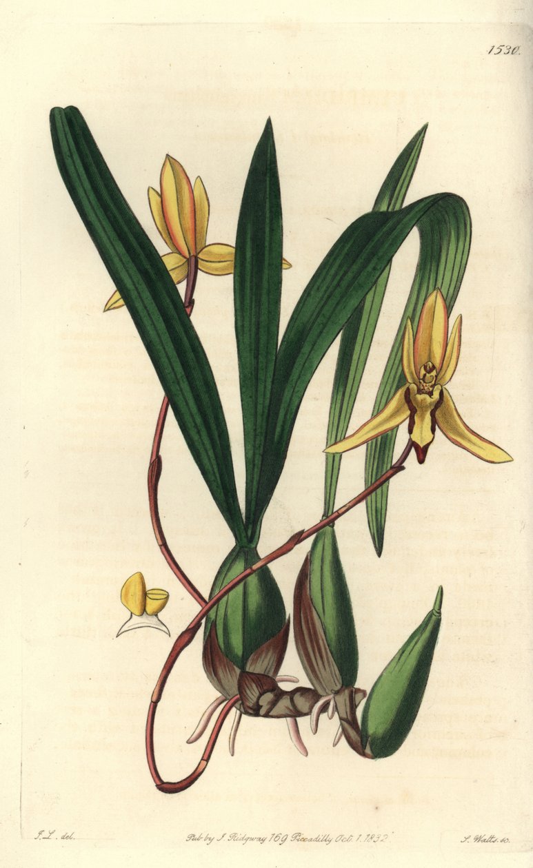 Australian epifyyttinen orkidealajike - Brasiliorchis marginata orkidea (punareunainen cymbidium orkidea, Cymbidium marginatum). S. Wattsin käsinvärinen kuparikaiverrus John Lindleyn kuvituksen jälkeen Sydenham Edwardsin kasvitieteellisestä rekisteristä, R tekijältä Sydenham Teast Edwards