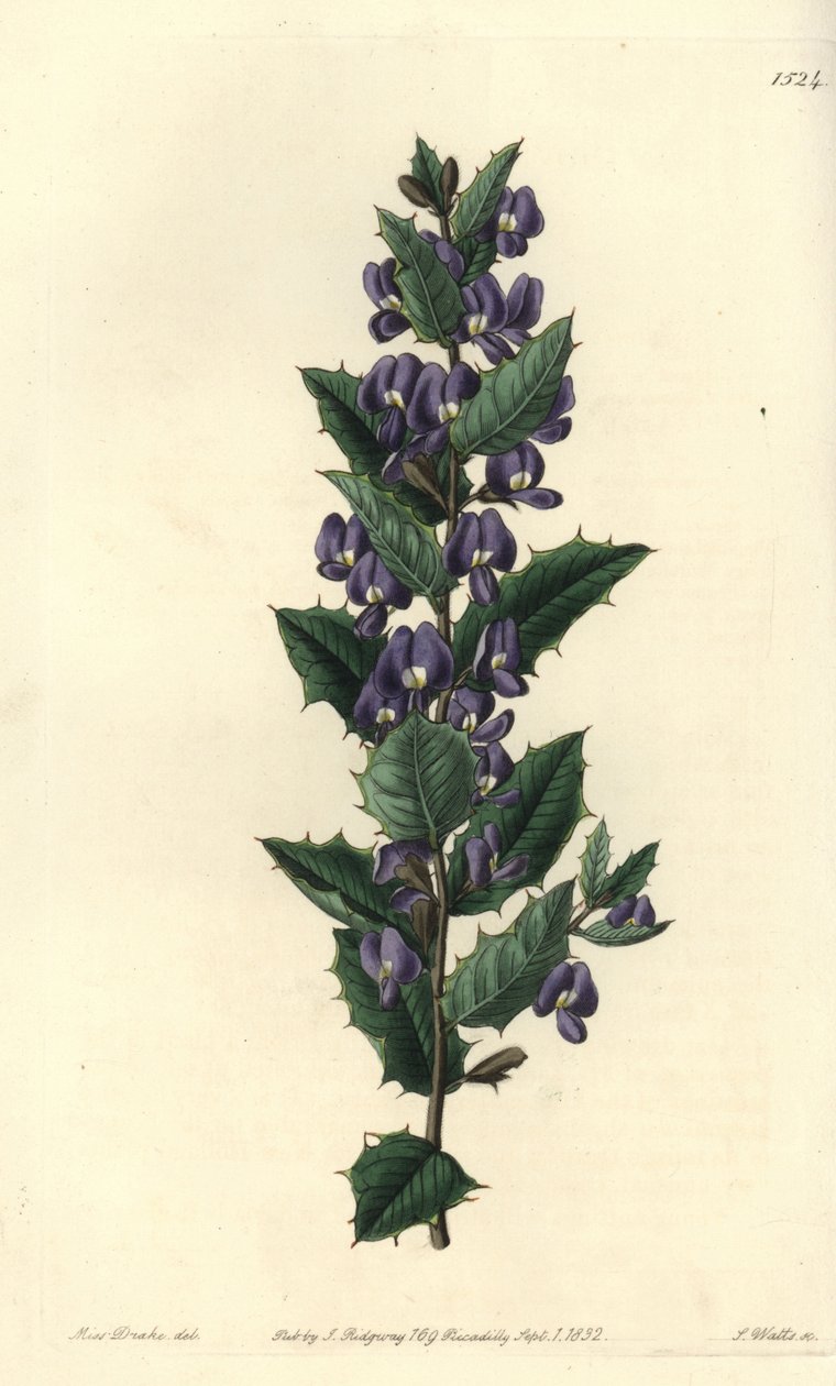 Australian hovea pensaslajike - Hovea chorizemifolia (Chorozemma-lehtinen hovea, Hovea chorozemaefolia). S. Wattsin käsinvärinen kuparikaiverrus Miss Sarah Draken kuvituksen jälkeen Sydenham Edwardsin kasvitieteellisestä rekisteristä, Ridgeway, Lontoo tekijältä Sydenham Teast Edwards