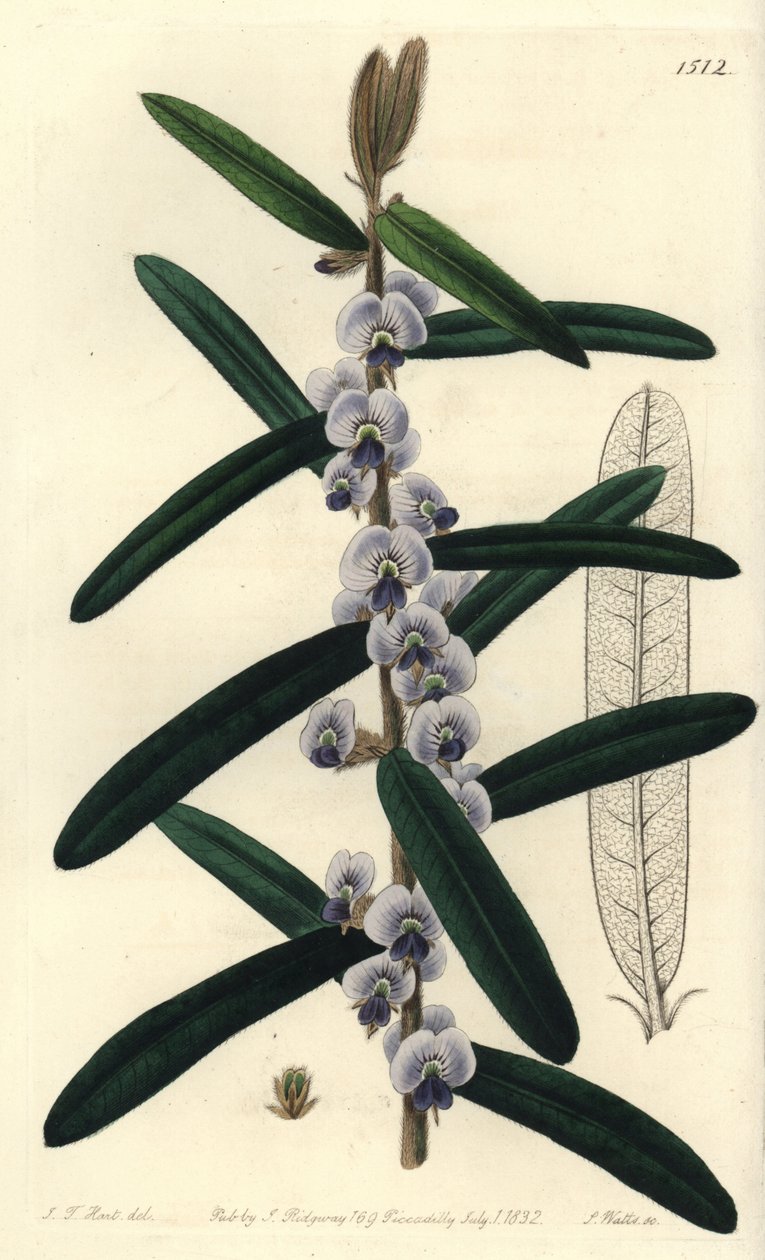 Australian hovea-pensaslajike - Shaggy hovea, Hovea villosa. S. Wattsin käsinvärinen kuparikaiverrus J.T. Hart Sydenham Edwardsin kasvitieteellisestä rekisteristä, Ridgeway, Lontoo tekijältä Sydenham Teast Edwards