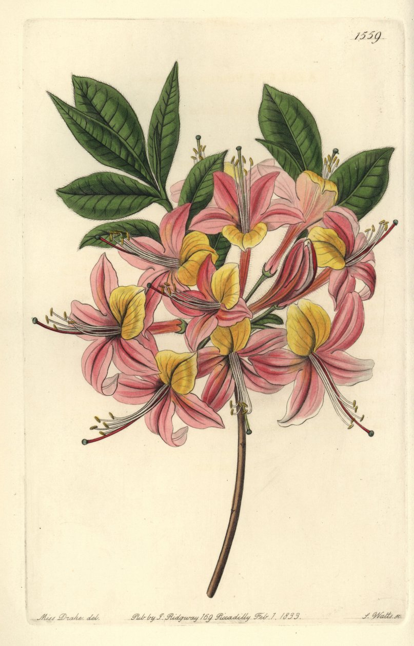 Azalee pontic yellow - keltainen atsalea, Rhododendron luteum (Changeable Pontic azalea, Azalea pontica versicolor). S. Wattsin käsinvärinen kuparikaiverrus Miss Sarah Draken kuvituksen jälkeen Sydenham Edwardsin kasvitieteellisestä rekisteristä, Ridgeway, tekijältä Sydenham Teast Edwards