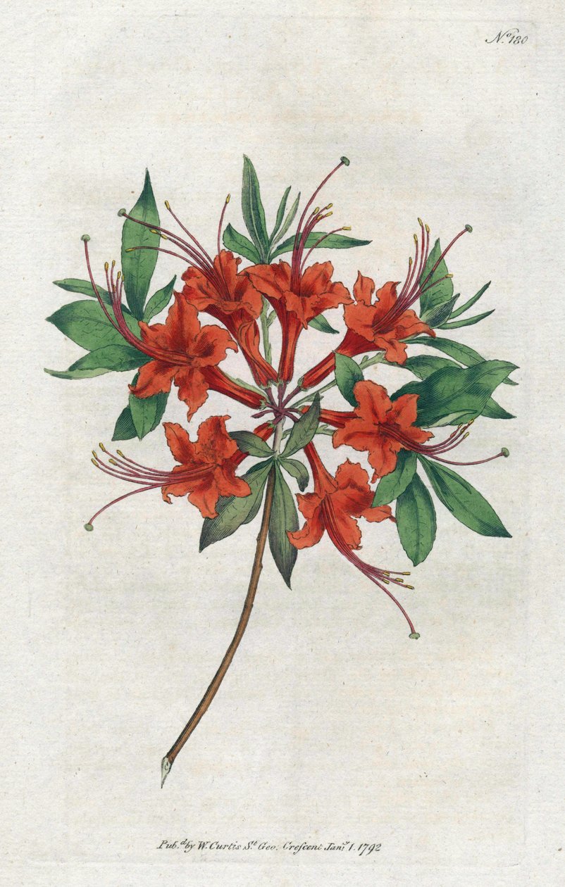 Azalee paljain kukin (Rhododendron periclymenoides) - Sydenham Edwardsin (1768-1819) litografia, William Curtisin (1746-1799) kasvitieteellisen lehden levy tekijältä Sydenham Teast Edwards