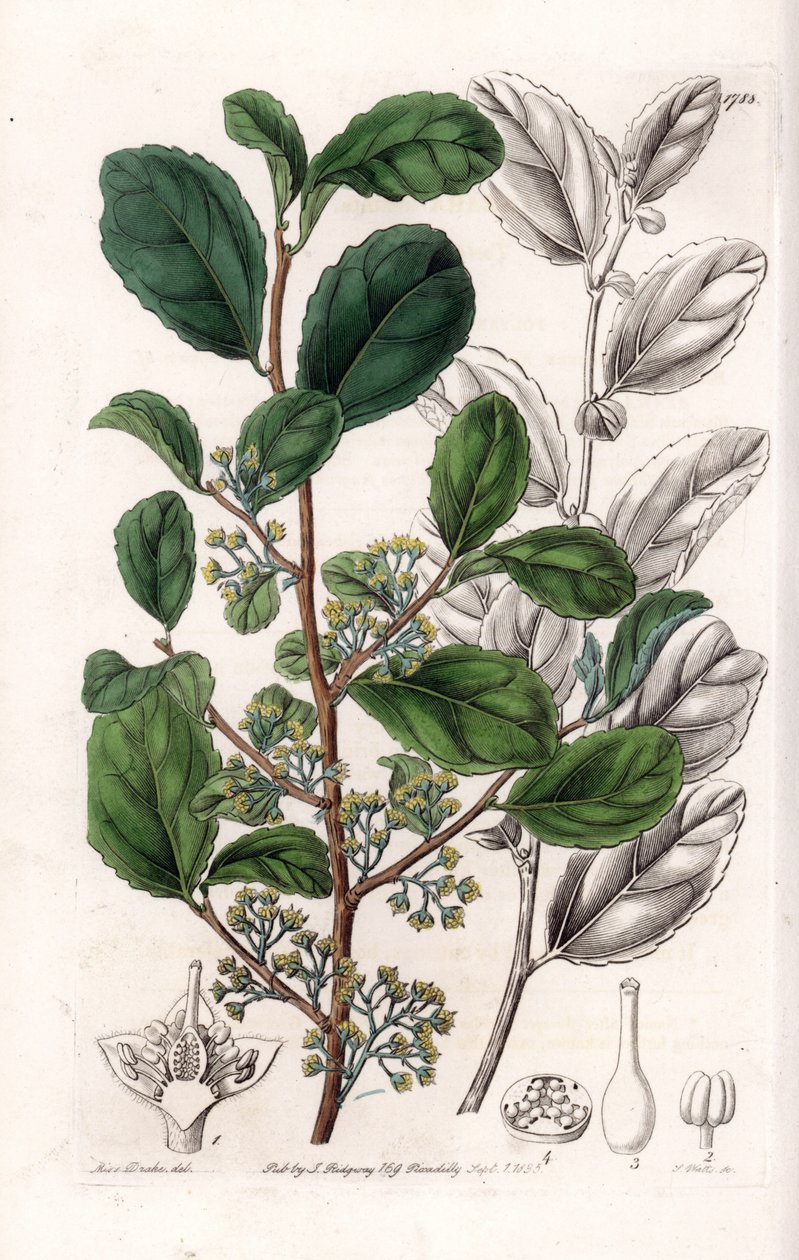 Azara Variete - S.Wattsin kaivertama levy Sarah Anne Draken (1803-1857) kuvituksesta, Englannin Sydenham Edwardsin (1768-1819) kasvitieteellisestä rekisteristä tekijältä Sydenham Teast Edwards