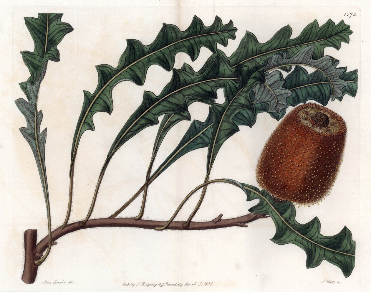 Banksia gardneri, Australian Oiginary - Kaiverrus S.Watts, Sarah Anne Draken (1803-1857) kuvituksesta, Englannin Sydenham Edwardsin (1768-1819) kasvitieteellisestä rekisteristä tekijältä Sydenham Teast Edwards