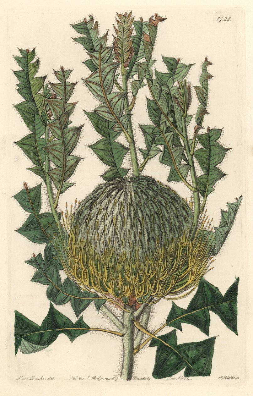 Banksia speciosa, alun perin Australiasta - S. Watts vahvaa vettä Sarah Anne Draken (1803-1857) kuvituksesta kasvitieteellisestä rekisteristä tekijältä Sydenham Teast Edwards