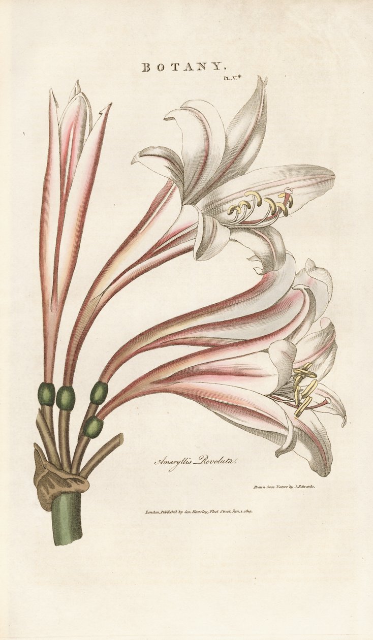 Barbados Lily (Amaryllis revoluta) tekijältä Sydenham Teast Edwards
