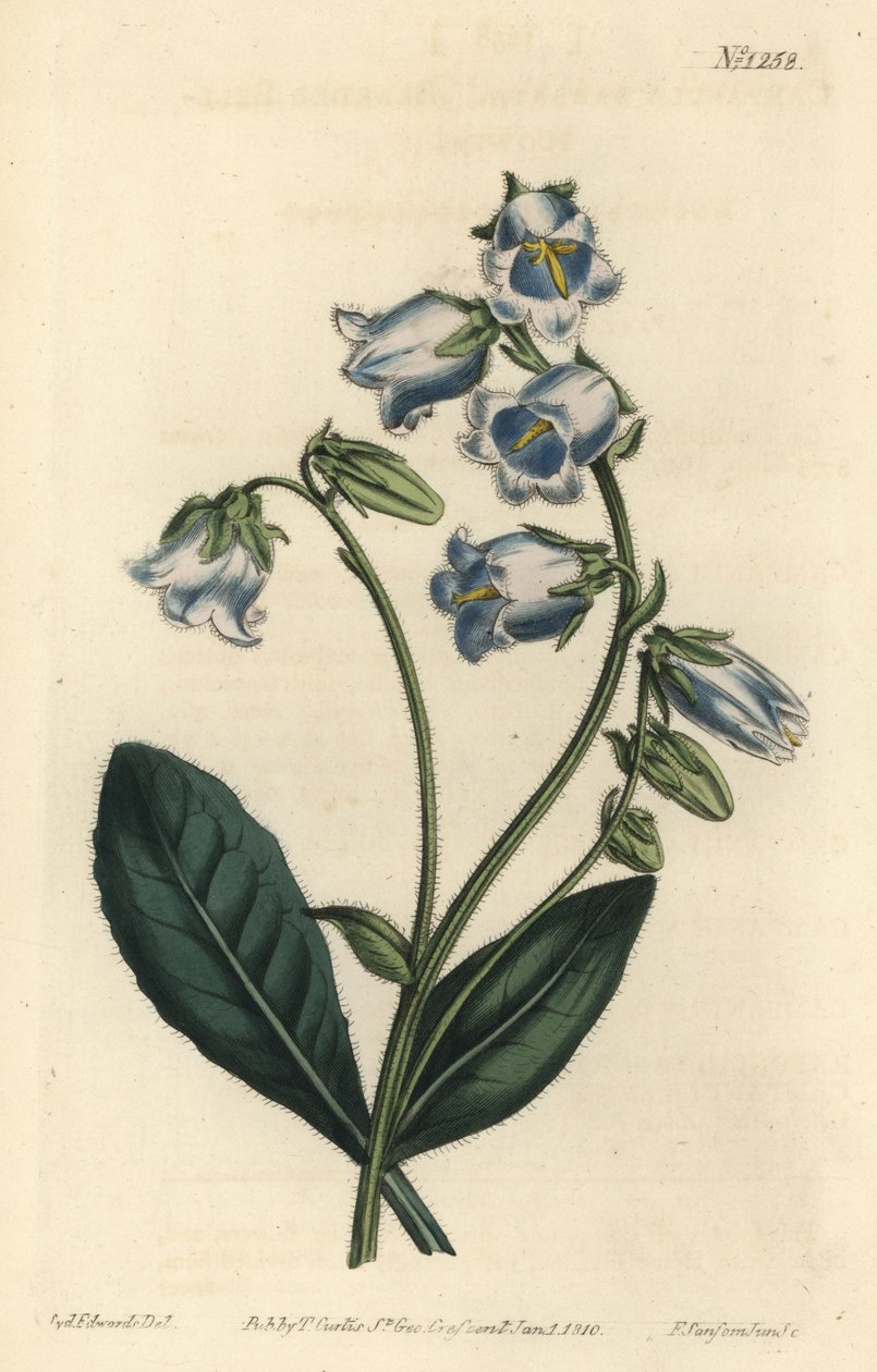 Barbue - Parrakas kellokukka, Campanula barbata - F. Sansom Jr.:n käsinvärinen kuparikaiverrus Sydenham Edwardsin kuvituksen jälkeen William Curtisin kasvitieteellisestä lehdestä, T. Curtis, Lontoo tekijältä Sydenham Teast Edwards