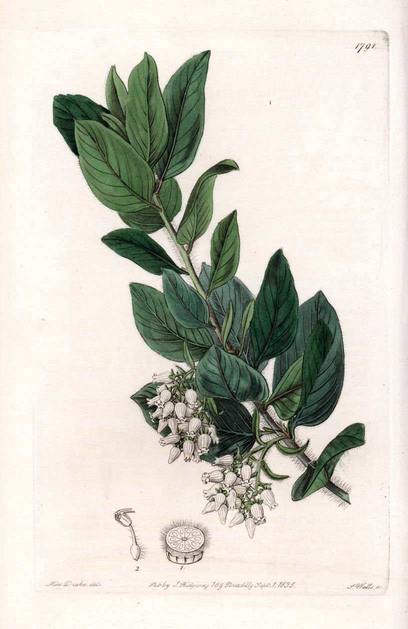 Bear Grape, alunperin Kaliforniasta - Kaiverrus S.Watts, Sarah Anne Draken (1803-1857) kuvituksesta, Englannin Sydenham Edwardsin (1768-1819) kasvitieteellisestä rekisteristä tekijältä Sydenham Teast Edwards