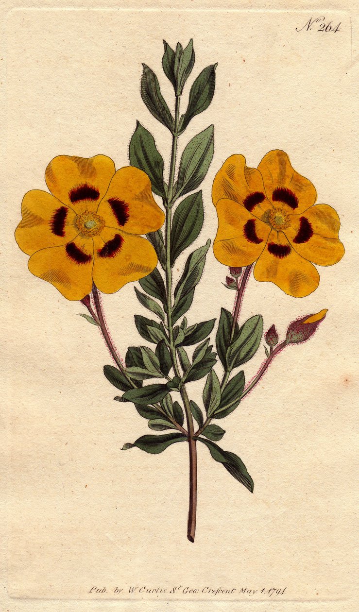 Kauniissa kissassa on kirkkaan keltaisia kukkia, jotka on koristeltu karmiininpunaisella. Kaunis cistus kirkkailla keltaisilla kukilla ja koristeltu karmiininpunaisella. Cistus formosus. Käsinvärinen kuparikaiverrus Sydenham Edwardsin kasvitieteellisestä k tekijältä Sydenham Teast Edwards